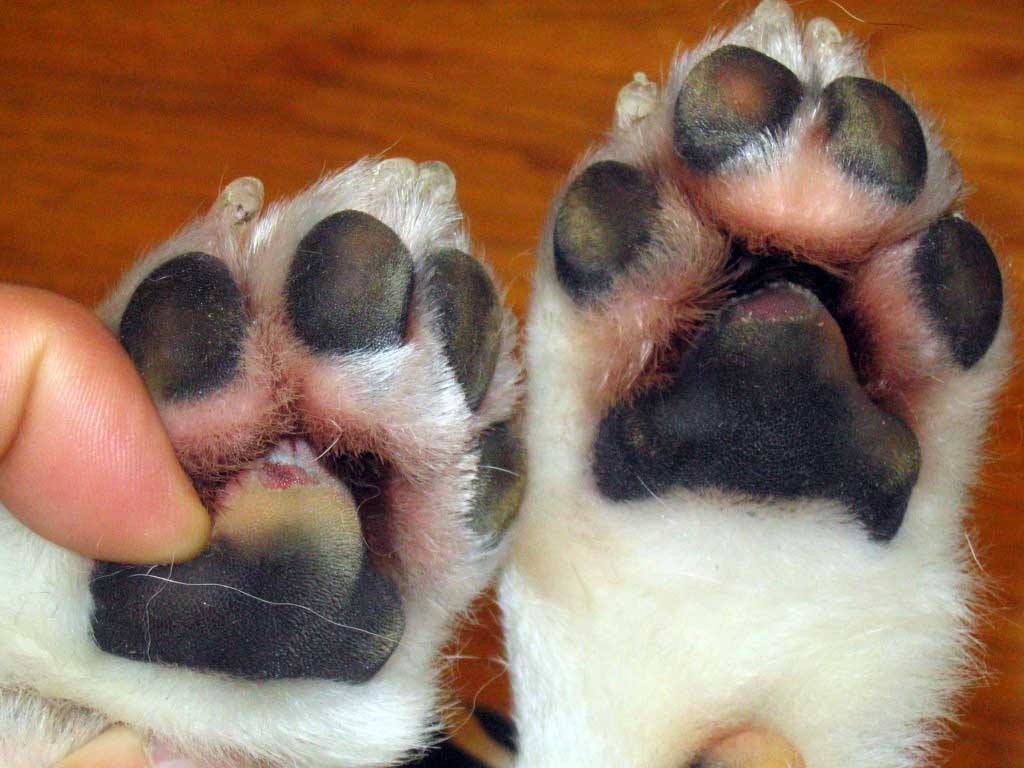 Close-up of a dog's bare paw pads after walking on rough ground