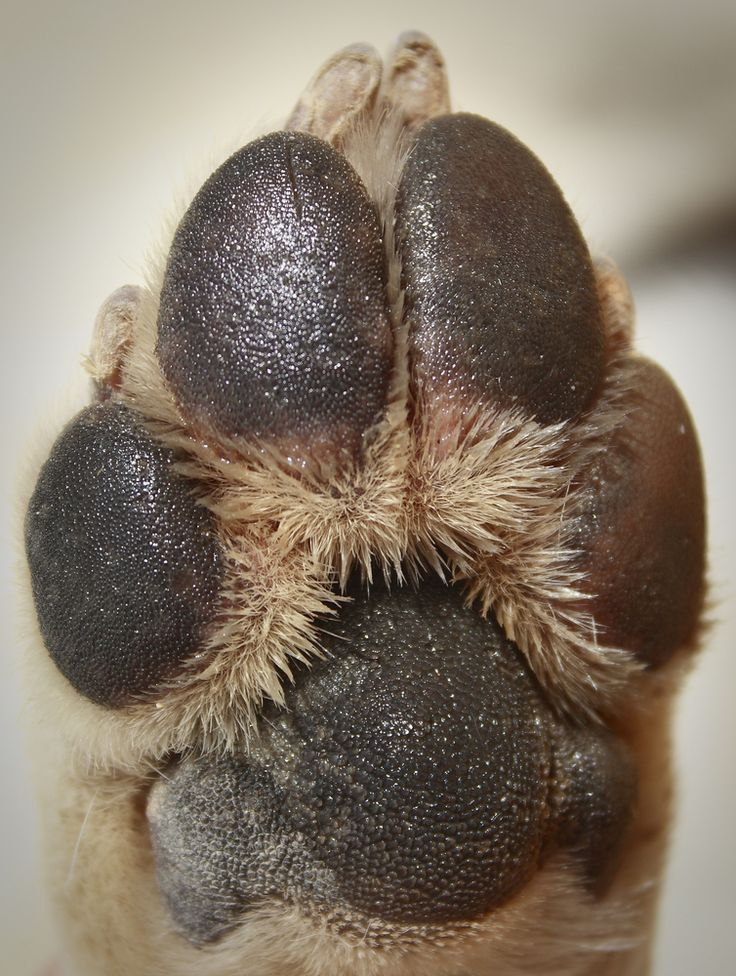 Healthy, smooth paw pads on a well-protected dog