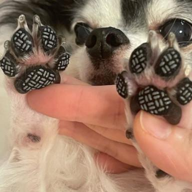 Small dog's paws with Paw Vale grip pads applied to every pad