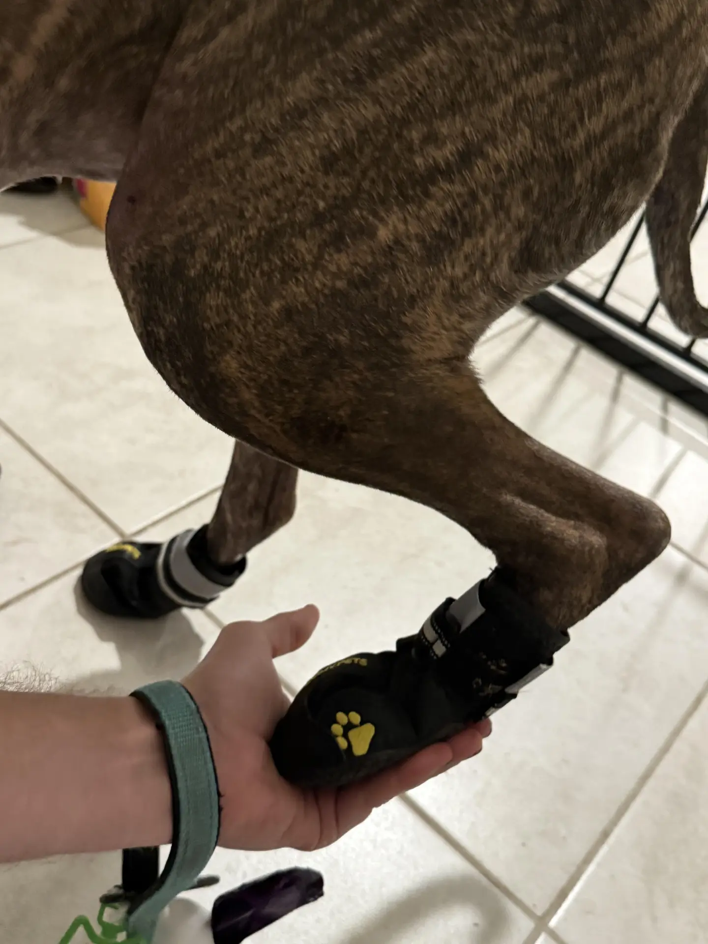 Dog wearing bulky boots that are hard to keep on