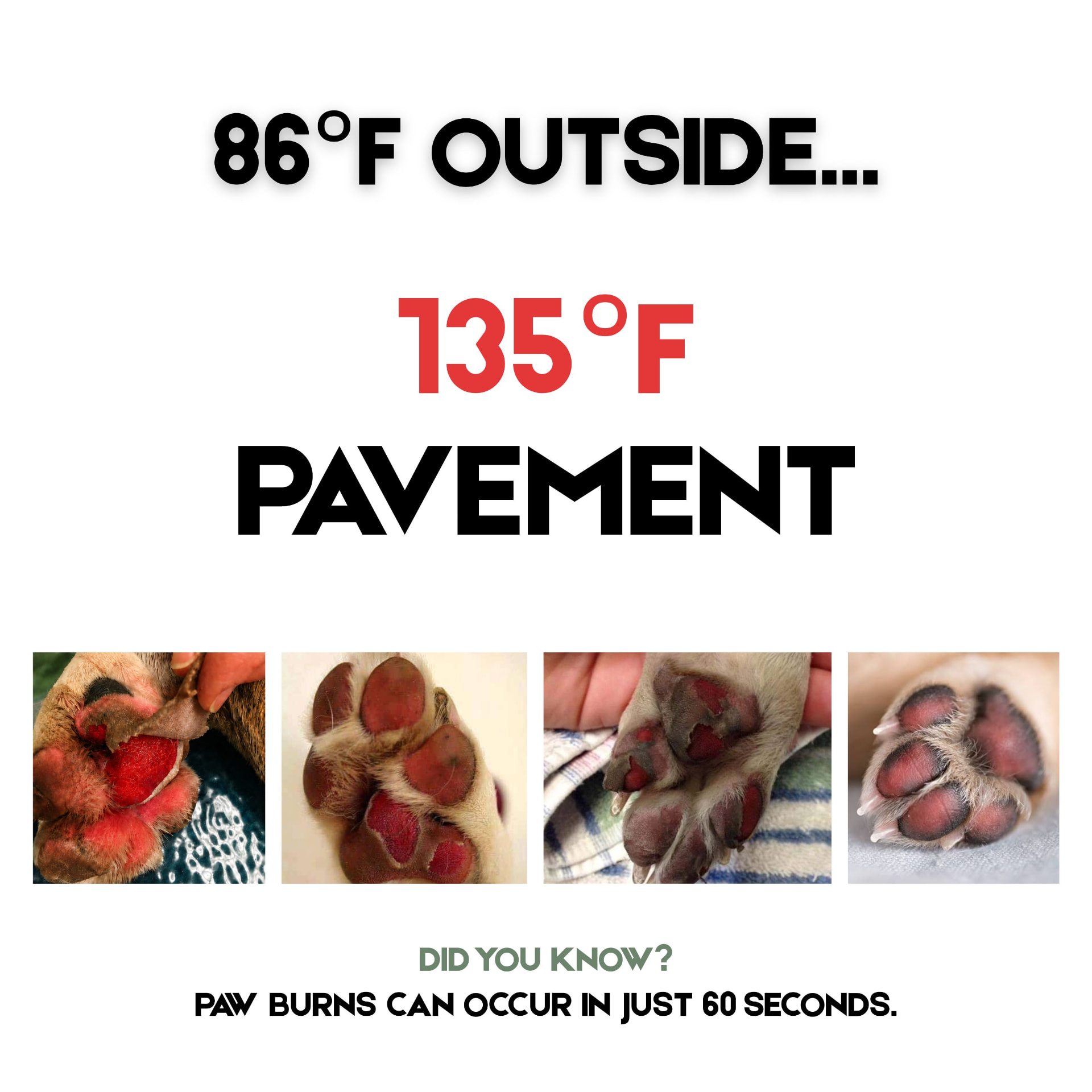 86°F outside means 135°F pavement — photos of burned dog paws and a note that paw burns can occur in 60 seconds
