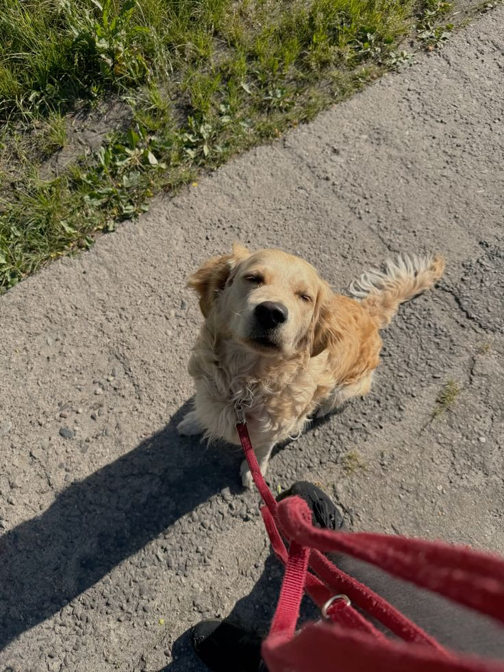 Happy golden retriever resting on sun-warmed pavement during a walk