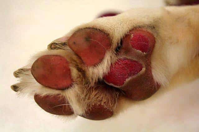 Dog paw pads worn red and raw from hot pavement